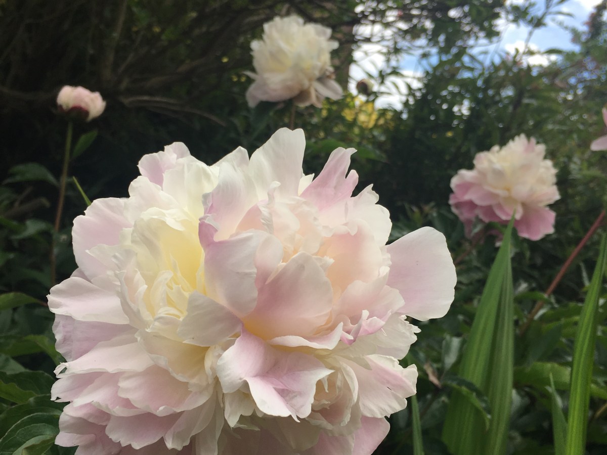 Lessons from the Garden&nbsp;I